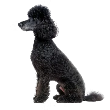 a black poodle sitting in front of a white background