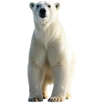 polar bear isolated on a white background stock photo
