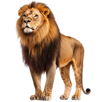 a lion standing up against a white background