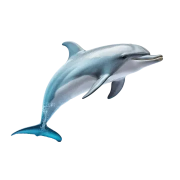 a dolphin jumping out of the water