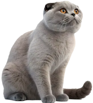 a gray cat sitting down and looking up