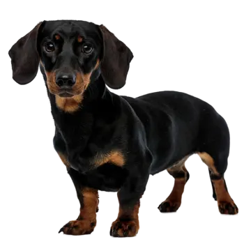 a black and brown dog standing on a white background