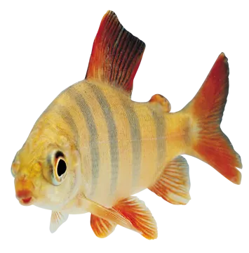 a goldfish on a white background