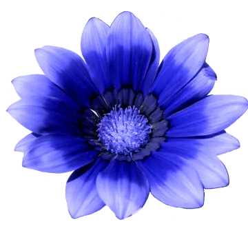 a blue flower on a white background