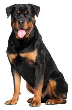 a black and brown dog sitting down with its tongue out