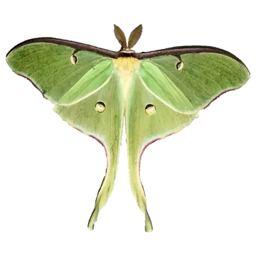 a green moth on a white background