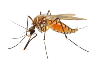 a close up view of a fruit fly