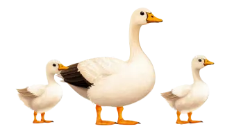 a pair of ducks