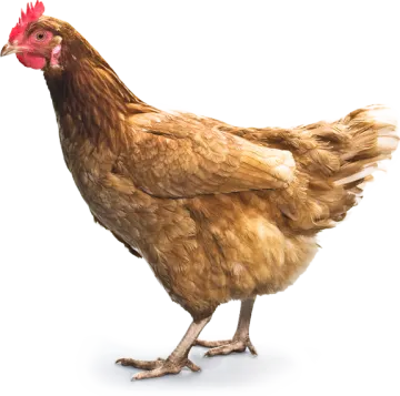 a brown chicken standing on a white surface