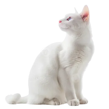 a white cat sitting down and looking up