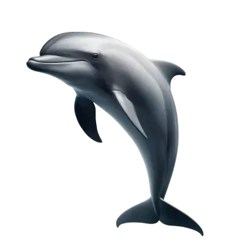 a dolphin on a white background