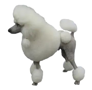 a white poodle dog standing on its hinds