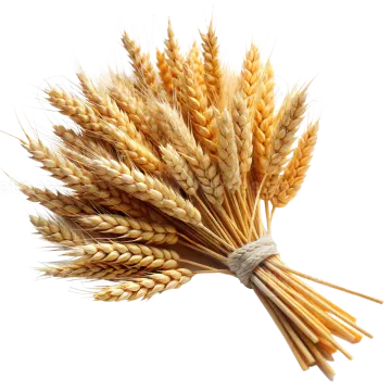 wheat on a white background