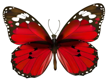 a red butterfly on a white background