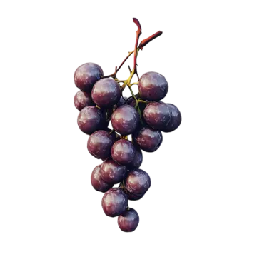 a bunch of grapes on a white background