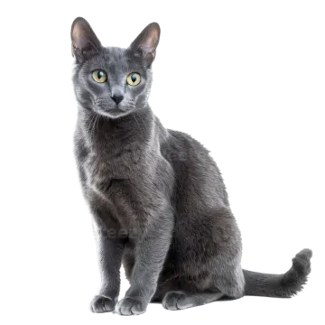 a gray cat with green eyes sitting down