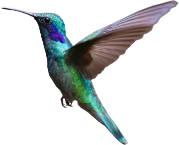 a hummingbird in flight with its wings spread