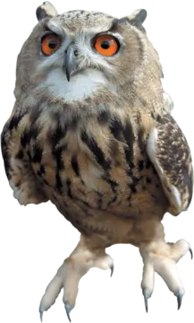 an owl with orange eyes and a white background