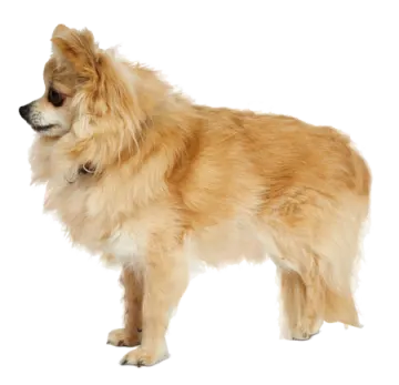 a small dog standing on a white surface