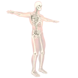 a skeleton is shown in this image