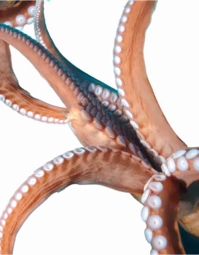 an octopus is shown in this image