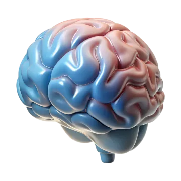 an image of a human brain