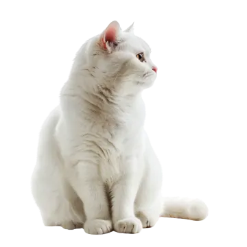 a white cat sitting and looking up