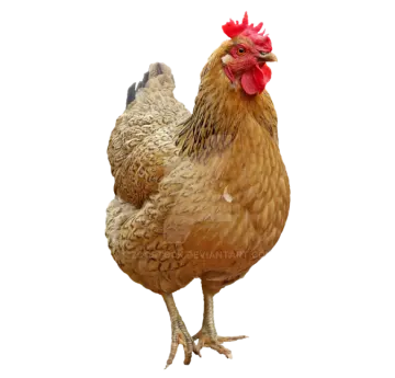 a brown chicken with a red comb on its head