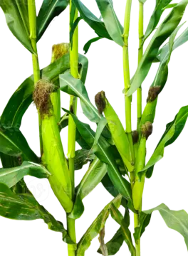 an image of a plant with green leaves