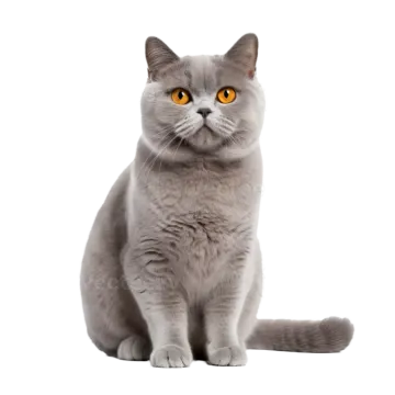 a grey cat with yellow eyes sitting on a white background