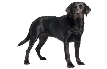 a black dog standing in front of a white background