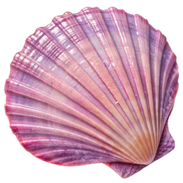 a pink shell on a white background