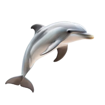 dolphin isolated on a white background