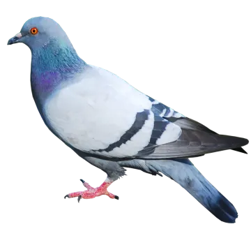a pigeon is standing on a white surface