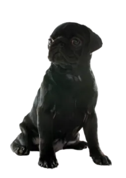a small black pug sitting on a white background