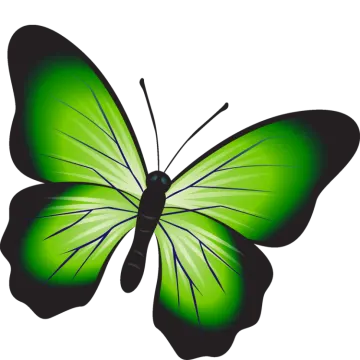 a green butterfly on white background