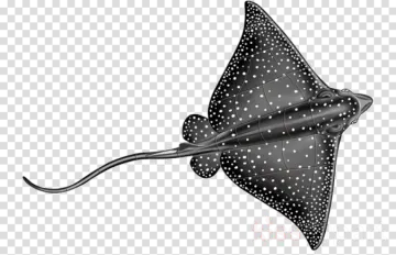 a black and white spotted manta ray, hd png