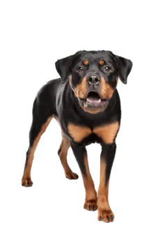a black and brown dog standing on a white background