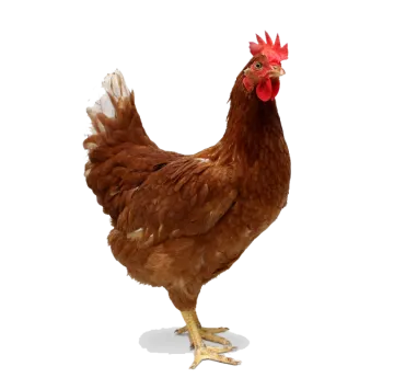 a brown chicken standing on a white surface