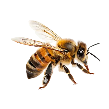 a bee on a white background