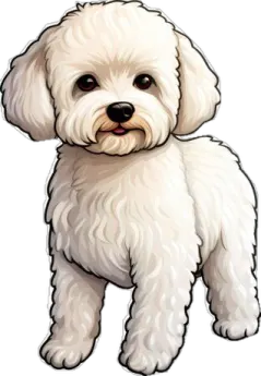 a small white dog standing on a white background