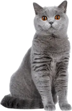 a gray cat with orange eyes sitting down