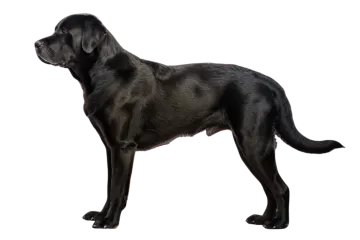 a black dog standing on a white background