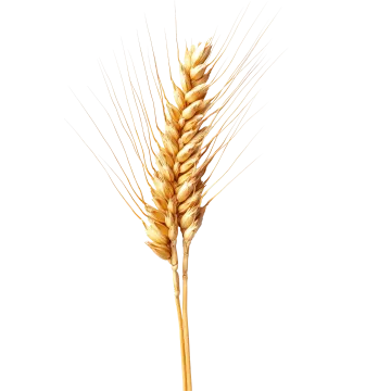 a stalk of wheat on a white background
