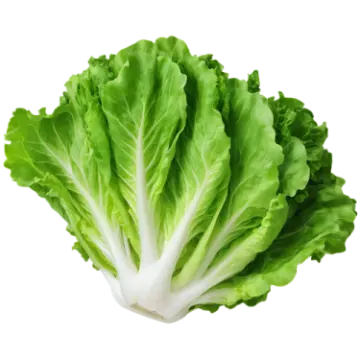 a lete leaf on a white background