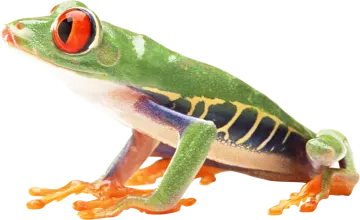 a red eyed tree frog on a white background