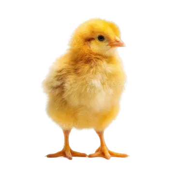 a small yellow chicken standing up against a white background