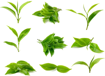 green tea leaves on a white background