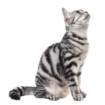 a kitten sitting down looking up at the sky