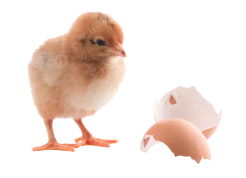 a small chicken standing next to an egg
